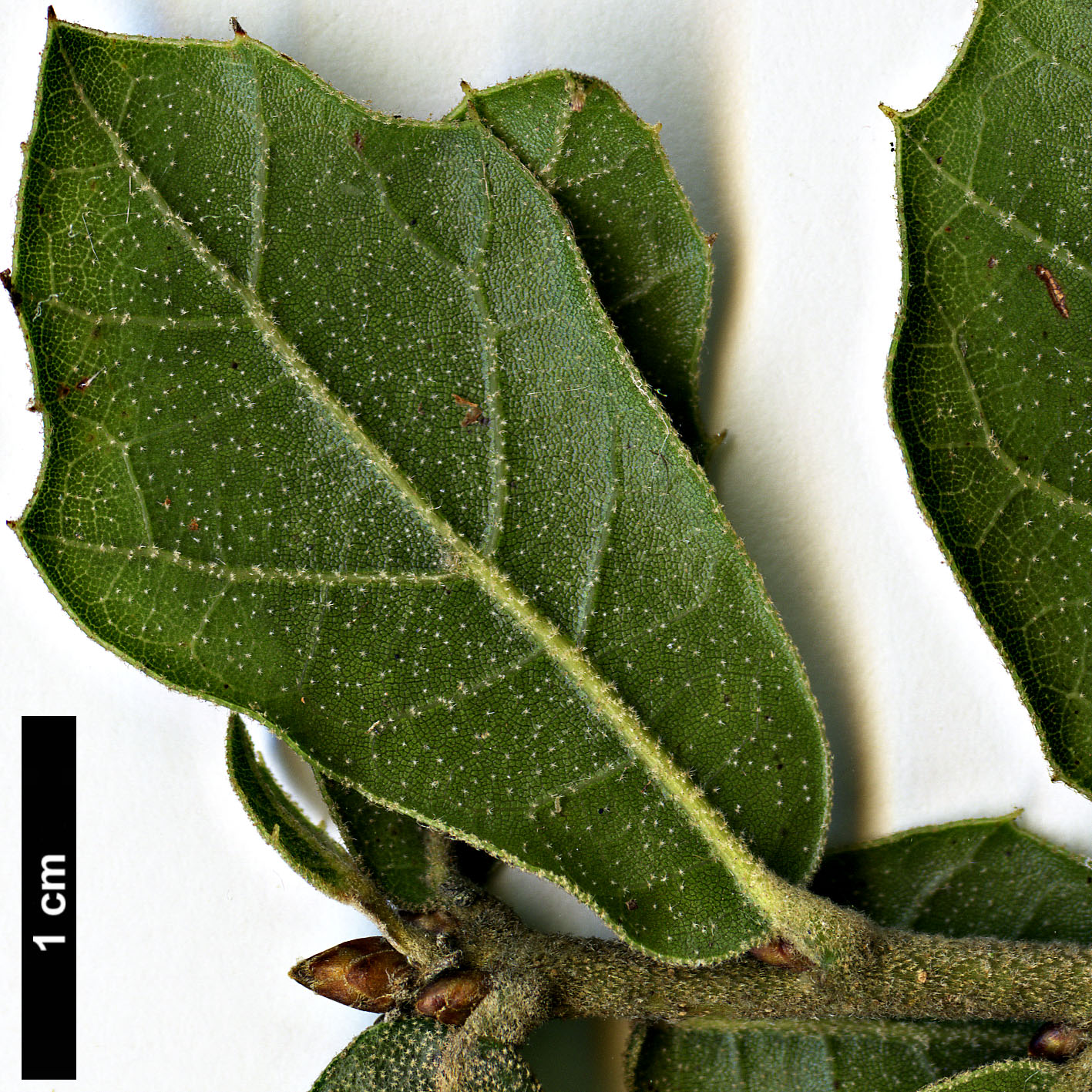 High resolution image: Family: Fagaceae - Genus: Quercus - Taxon: galeanensis HORT